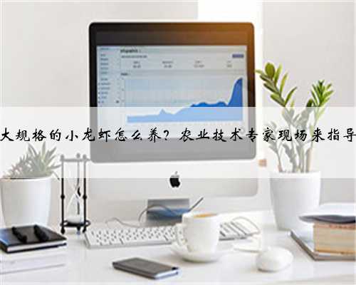 大规格的小龙虾怎么养？农业技术专家现场来指导