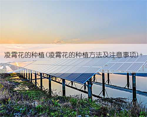 凌霄花的种植(凌霄花的种植方法及注意事项)