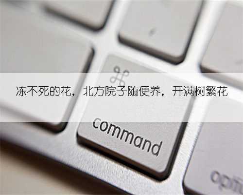 冻不死的花，北方院子随便养，开满树繁花