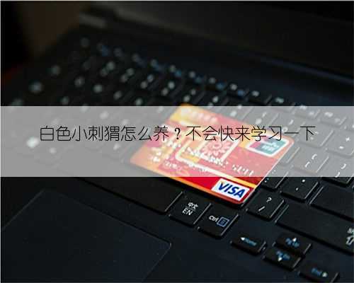 白色小刺猬怎么养?不会快来学习一下