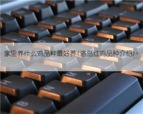 家里养什么鸡品种最好养(洛岛红鸡品种介绍)