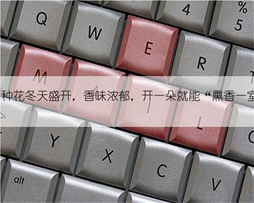 这4种花冬天盛开，香味浓郁，开一朵就能“熏香一室”