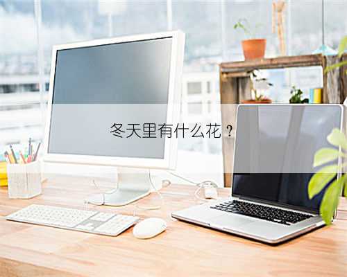 冬天里有什么花？