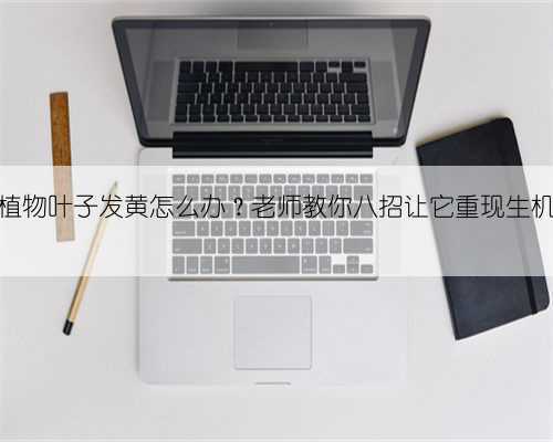 植物叶子发黄怎么办?老师教你八招让它重现生机