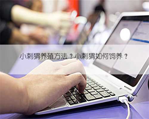小刺猬养殖方法?小刺猬如何饲养?