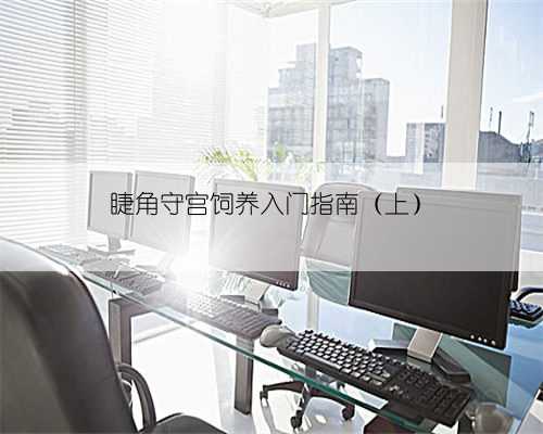 睫角守宫饲养入门指南（上）