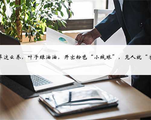 含羞草这么养,叶子绿油油,开出粉色“小绒球”,见人就“害羞”