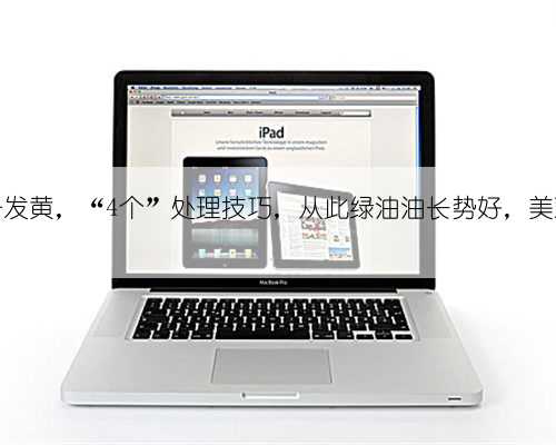 盆栽叶子发黄，“4个”处理技巧，从此绿油油长势好，美观又茂盛