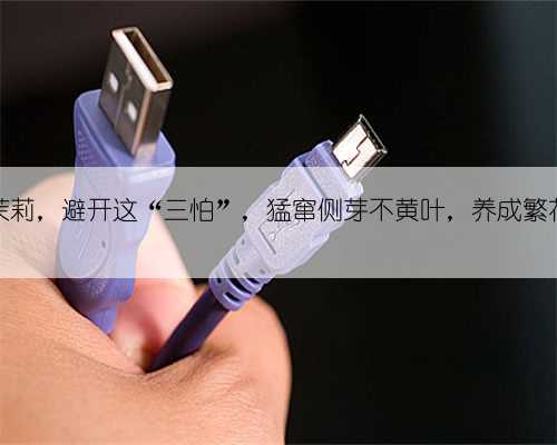 十月养茉莉，避开这“三怕”，猛窜侧芽不黄叶，养成繁花小老桩