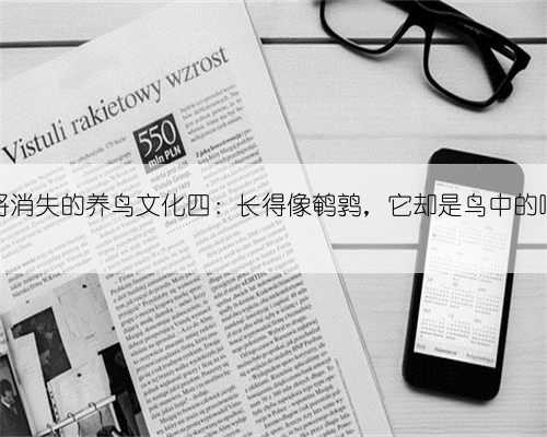 中国即将消失的养鸟文化四：长得像鹌鹑，它却是鸟中的鸣唱之王