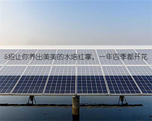 5招让你养出美美的水培红掌，一年四季都开花