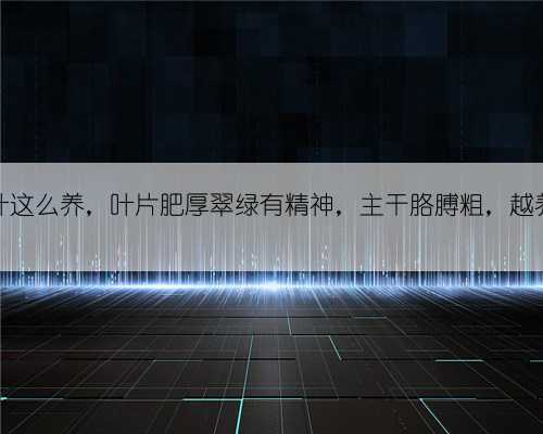 金枝玉叶这么养，叶片肥厚翠绿有精神，主干胳膊粗，越养越好看