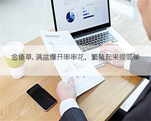 金鱼草,满盆爆开串串花,繁殖起来很简单