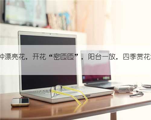 7种漂亮花，开花“密匝匝”，阳台一放，四季赏花海