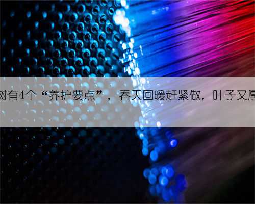 橡皮树有4个“养护要点”,春天回暖赶紧做,叶子又厚又亮