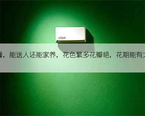 康乃馨，能送人还能家养，花色繁多花瓣艳，花期能有大半年