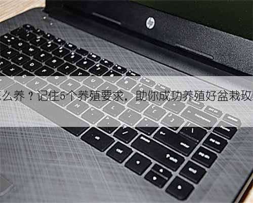 玫瑰怎么养？记住5个养殖要求，助你成功养殖好盆栽玫瑰花！