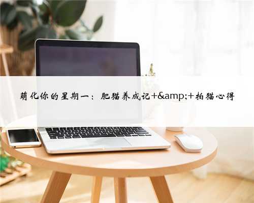 萌化你的星期一：肥猫养成记 &amp; 拍猫心得