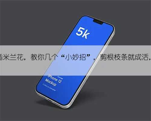 不会扦插米兰花，教你几个“小妙招”，剪根枝条就成活，太简单
