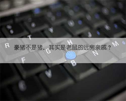 豪猪不是猪，其实是老鼠的远房亲戚？