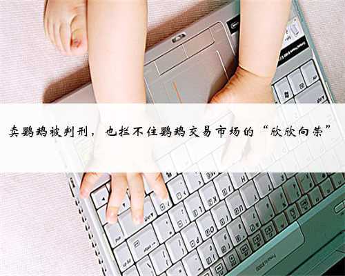 卖鹦鹉被判刑,也拦不住鹦鹉交易市场的“欣欣向荣”