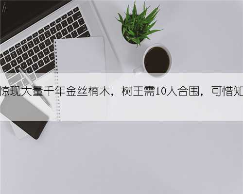 重庆大山惊现大量千年金丝楠木，树王需10人合围，可惜知道者不多