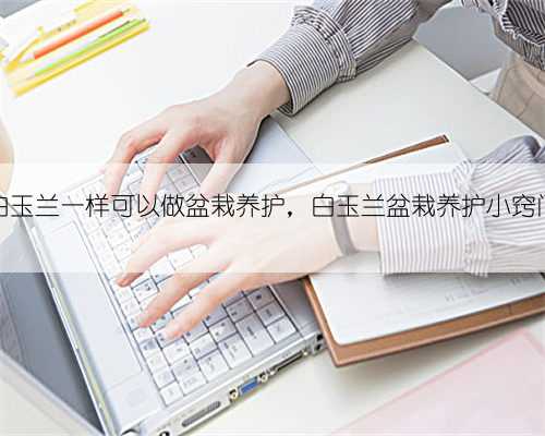 白玉兰一样可以做盆栽养护，白玉兰盆栽养护小窍门