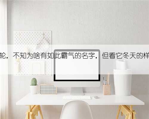 多肉风火轮，不知为啥有如此霸气的名字，但看它冬天的样子我懂了