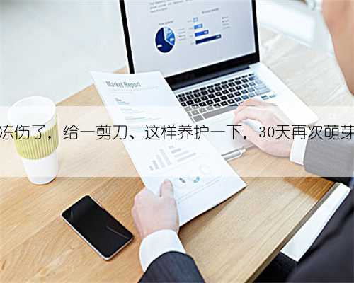 绿萝叶子冻伤了,给一剪刀、这样养护一下,30天再次萌芽、长爆盆