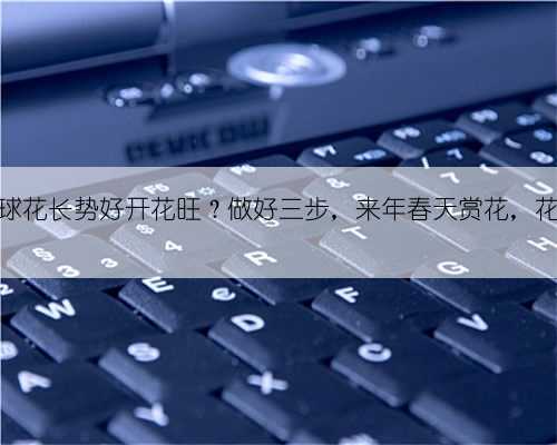 如何让绣球花长势好开花旺?做好三步,来年春天赏花,花球多一倍