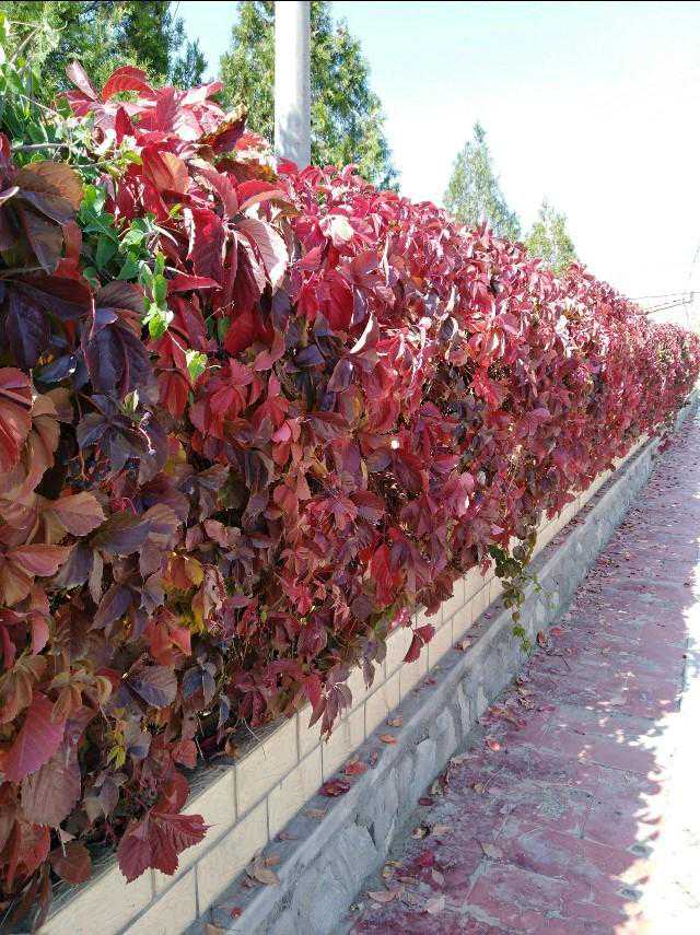 别了，我永远将不复存在的宝积山矿！