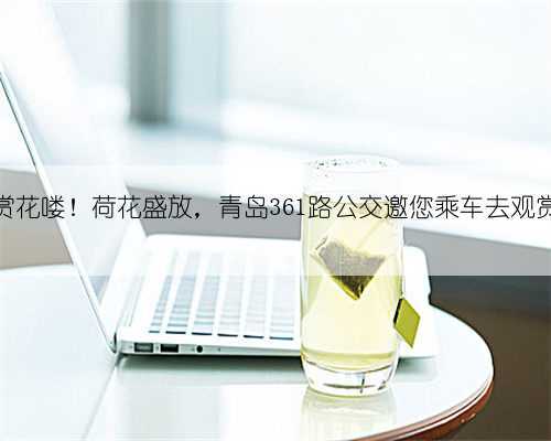 赏花喽!荷花盛放,青岛361路公交邀您乘车去观赏