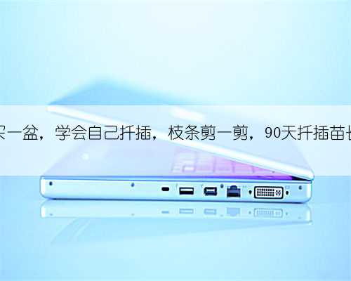 钱串买一盆，学会自己扦插，枝条剪一剪，90天扦插苗长满盆