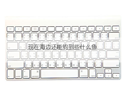 现在海边还能钓到些什么鱼
