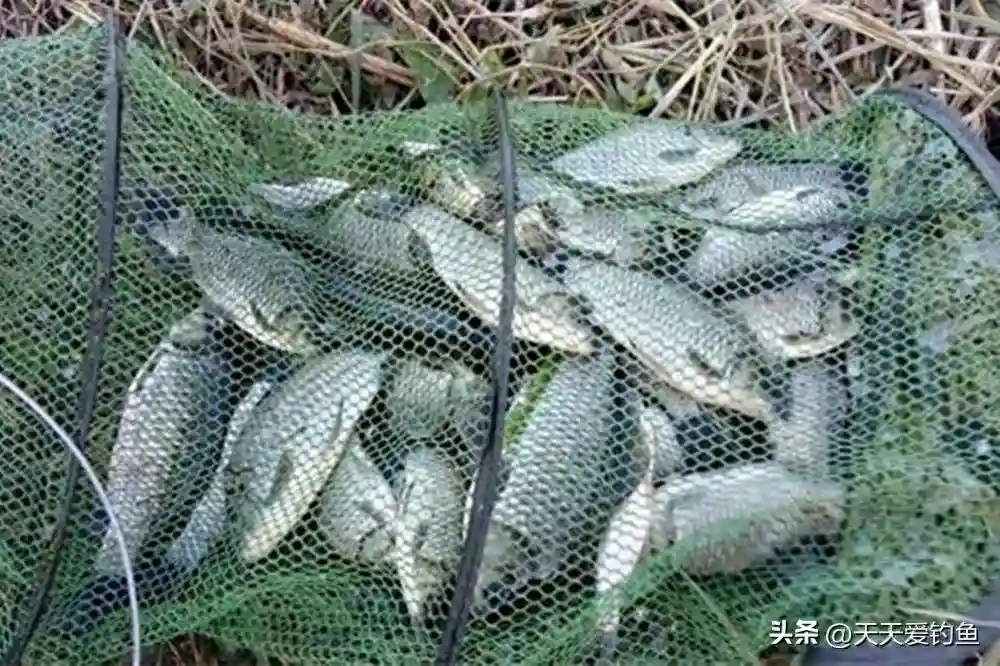 冬季野钓鲫鱼，细硬尾浮漂用法，这种浮漂能够放大漂相