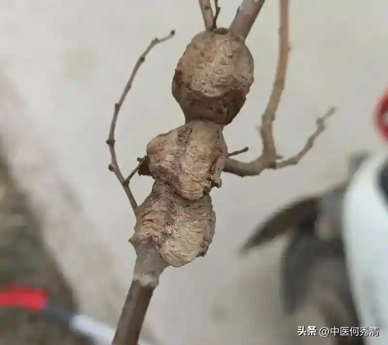 我以猛虫入药，调男科有奇效！用对了，软虫化腾龙，久战不倒！