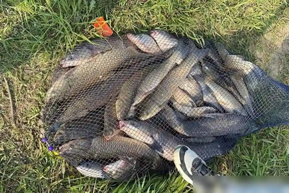 浮钓大草鱼，最简单的2种方法，有的放矢，比钓白条还容易