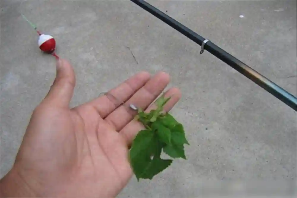 浮钓大草鱼，最简单的2种方法，有的放矢，比钓白条还容易