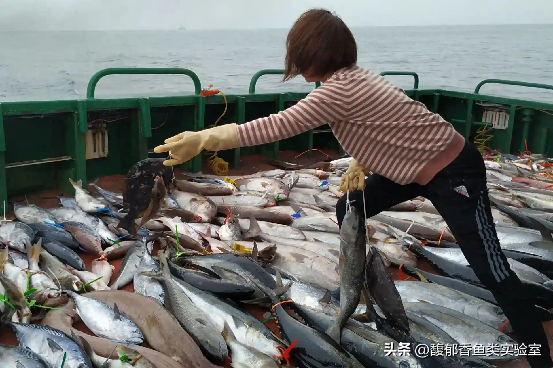 海钓如何才能钓得多？海钓爆箱的4个要点