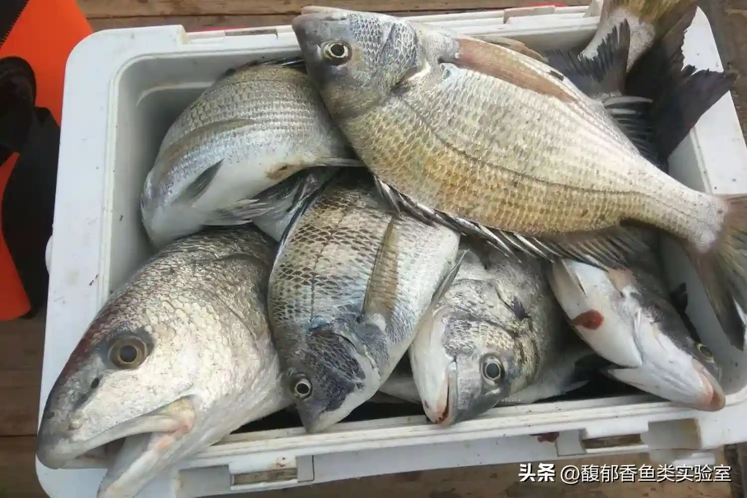 海钓如何才能钓得多？海钓爆箱的4个要点