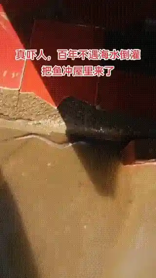 幼龙？大连海水倒灌，冲进屋里一条生物，似蛇非蛇，头上好像有角