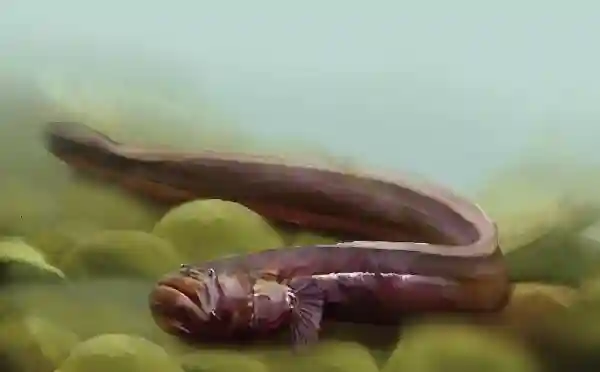 幼龙？大连海水倒灌，冲进屋里一条生物，似蛇非蛇，头上好像有角