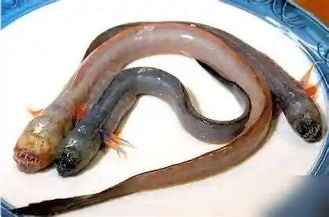 幼龙？大连海水倒灌，冲进屋里一条生物，似蛇非蛇，头上好像有角