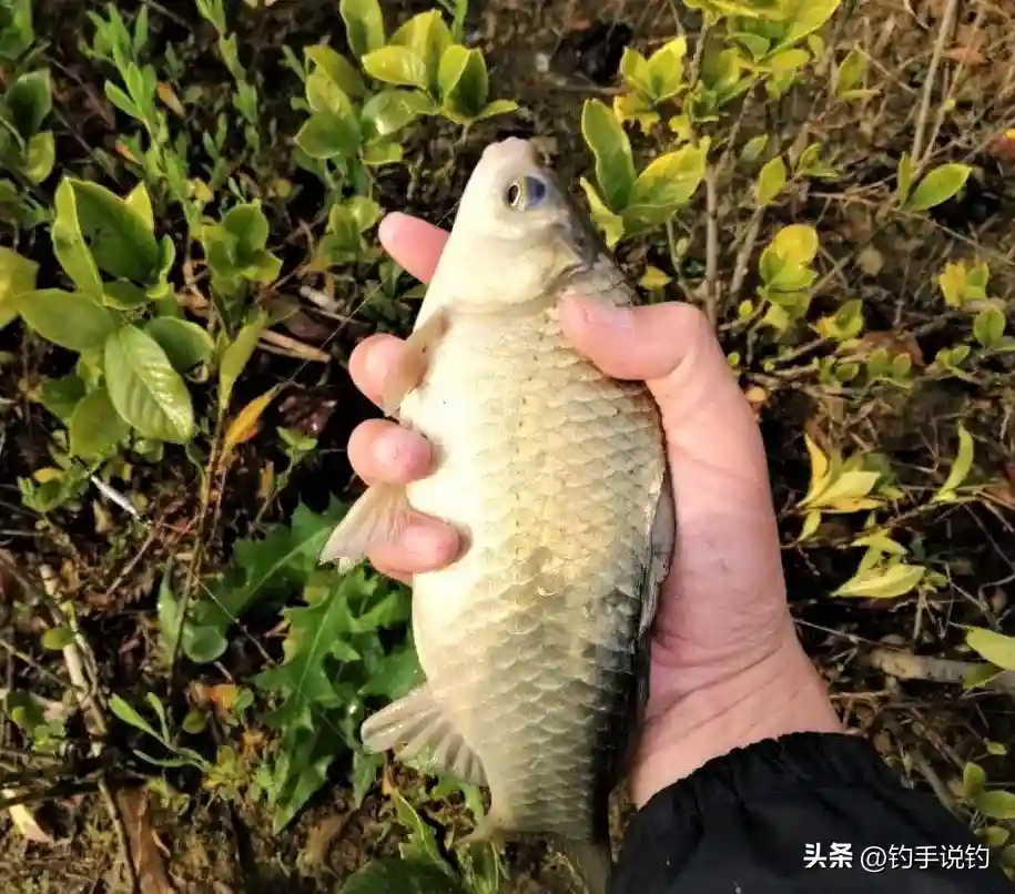 秋末冬初野钓鲫鱼,打窝、开饵加点它,大板鲫拉不停
