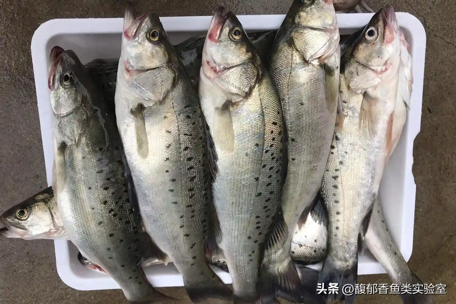 海钓如何才能钓得多？海钓爆箱的4个要点