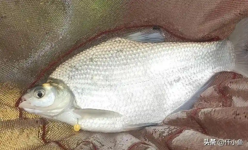 钓什么鱼就用什么鱼饵,教你根据不同的鱼种,选择合适的饵料