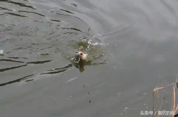 为什么跑鱼断杆常有发生？