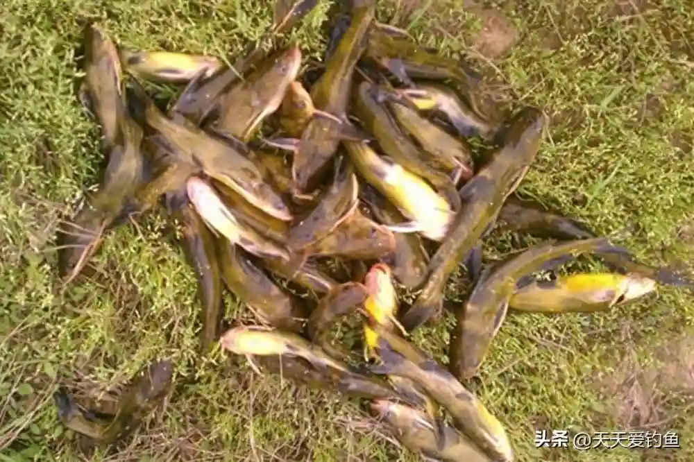 春天野钓黄颡鱼，学会3个核心技巧，每次出门都不走空