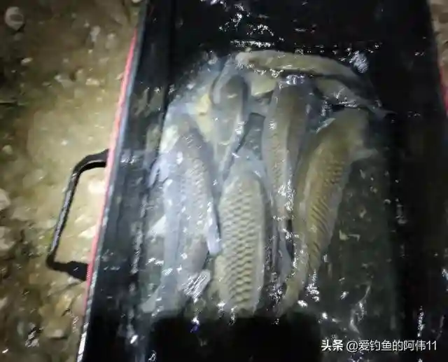 钓鲤鱼怎么开饵?