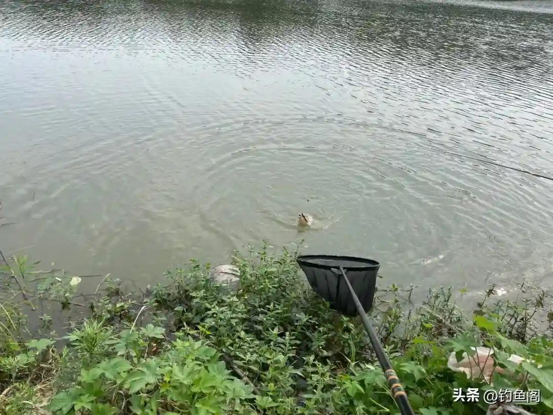 调漂之前先选漂,浮漂没选对,难怪怎么都调不好!